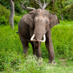 elephant junglos 4198