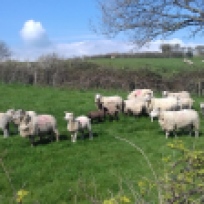 Sheep in a field on the way from Amroth to Wiseman's Bridge, April 2019